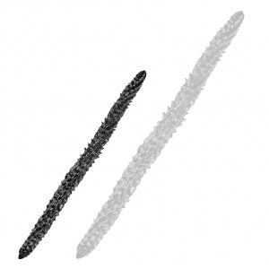 Silure